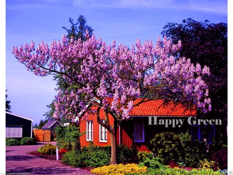 Павловния войлочная