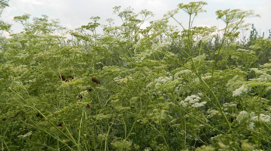 Conium maculatum болиголов пятнистый
