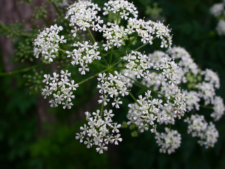 Болиголов пятнистый (Conium maculatum l.)