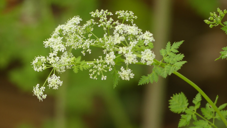 Болиголов пятнистый растение