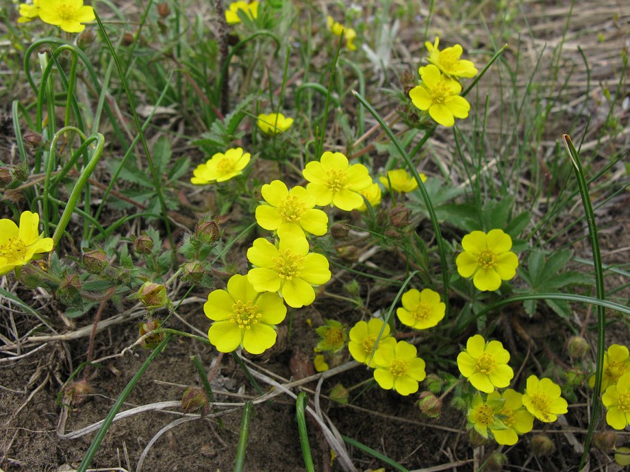 Лапчатка первоцвет