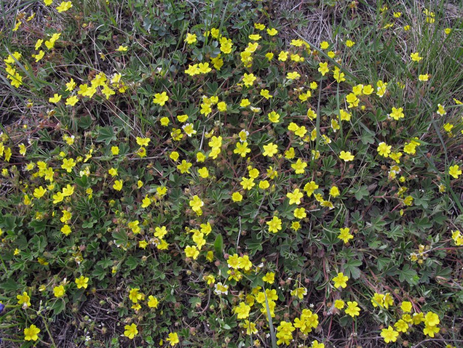Лапчатка Степная Волжская