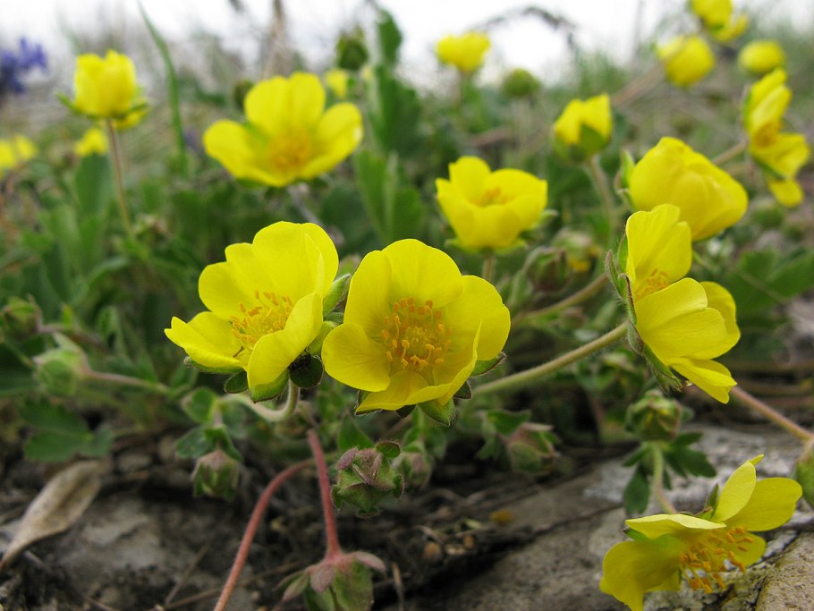 Лапчатка врангелевская