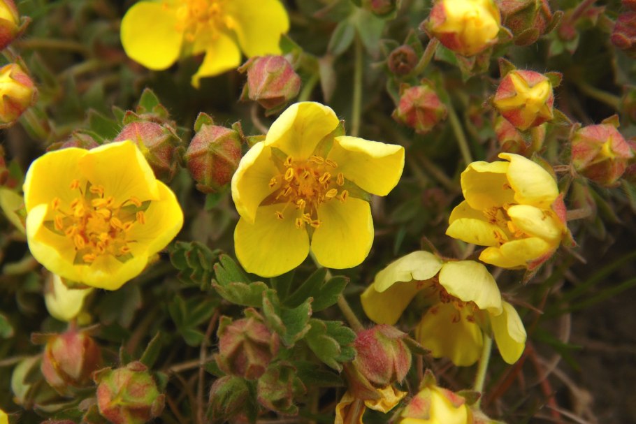 Лапчатка Песчаная (Potentilla arenaria)