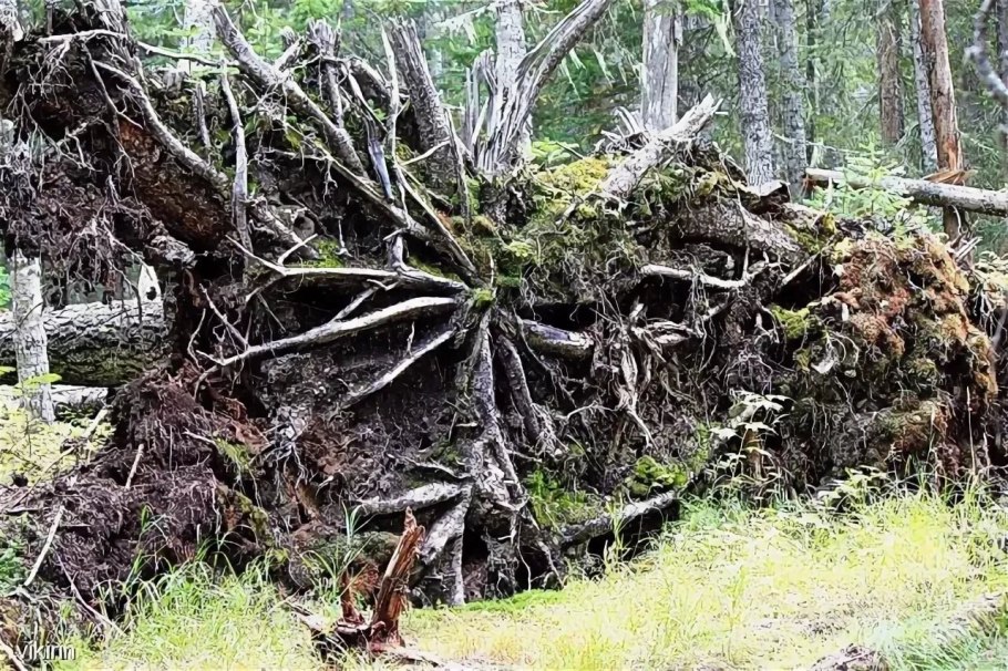 Корни поваленного дерева