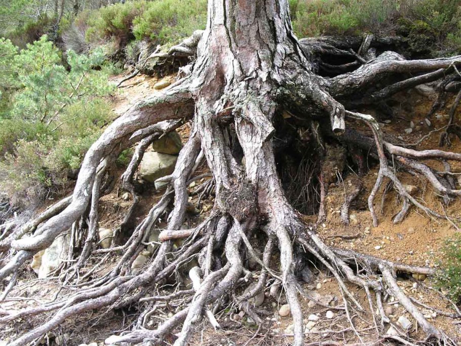 Искореженное дерево