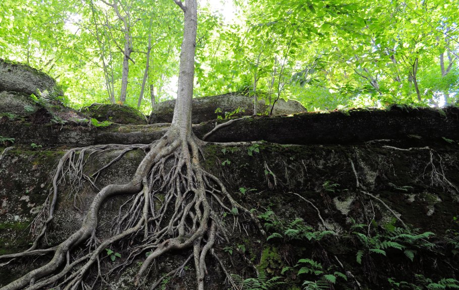 Пещеры с корнями деревьев