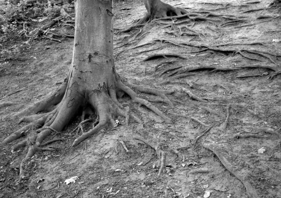 Деревья с корнями на поверхности