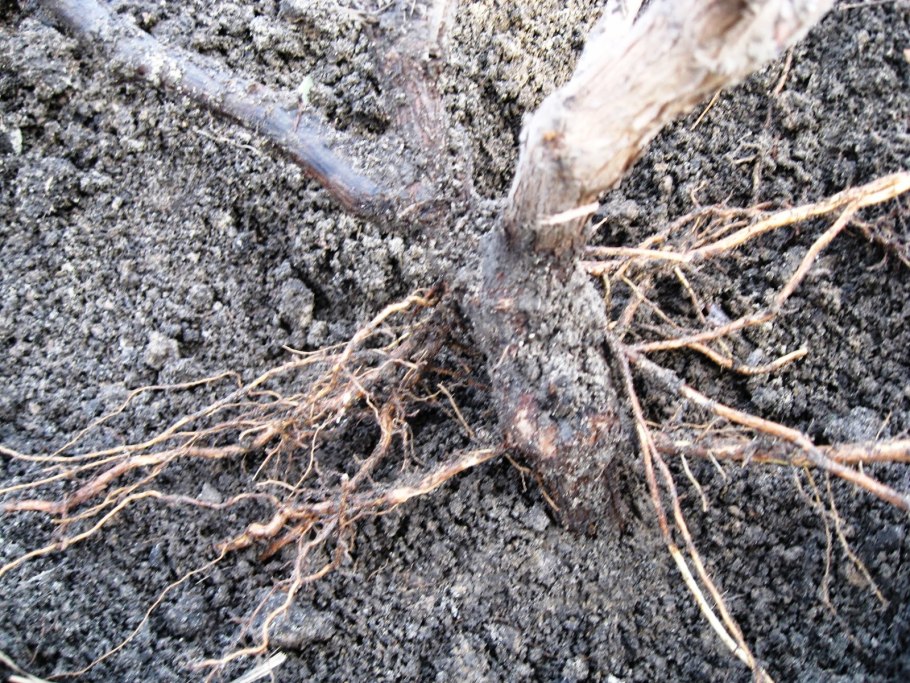 Росяные корни винограда