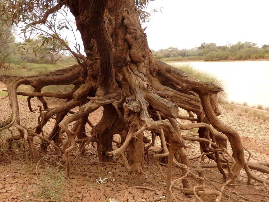 Корни дерева