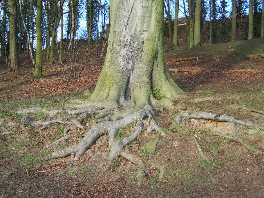 Ствол дерева с корнями