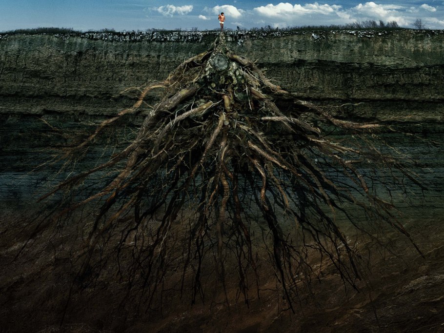 Корни дерева