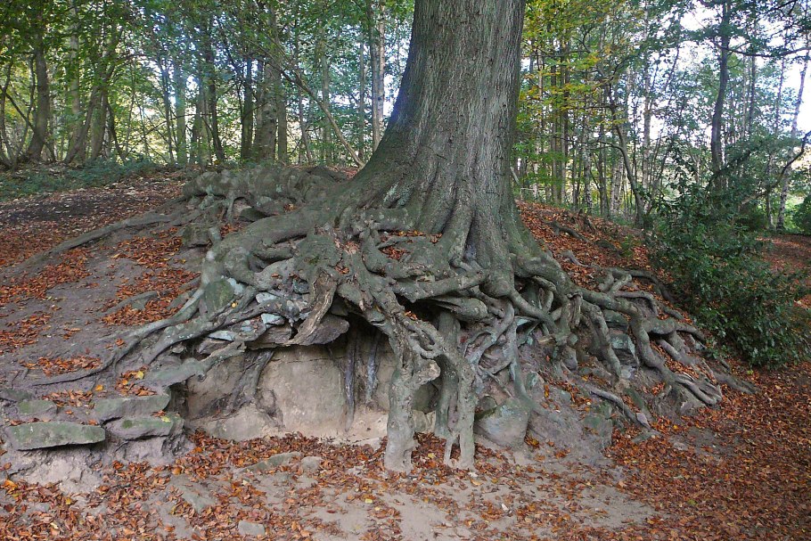 Деревья с корнями на поверхности