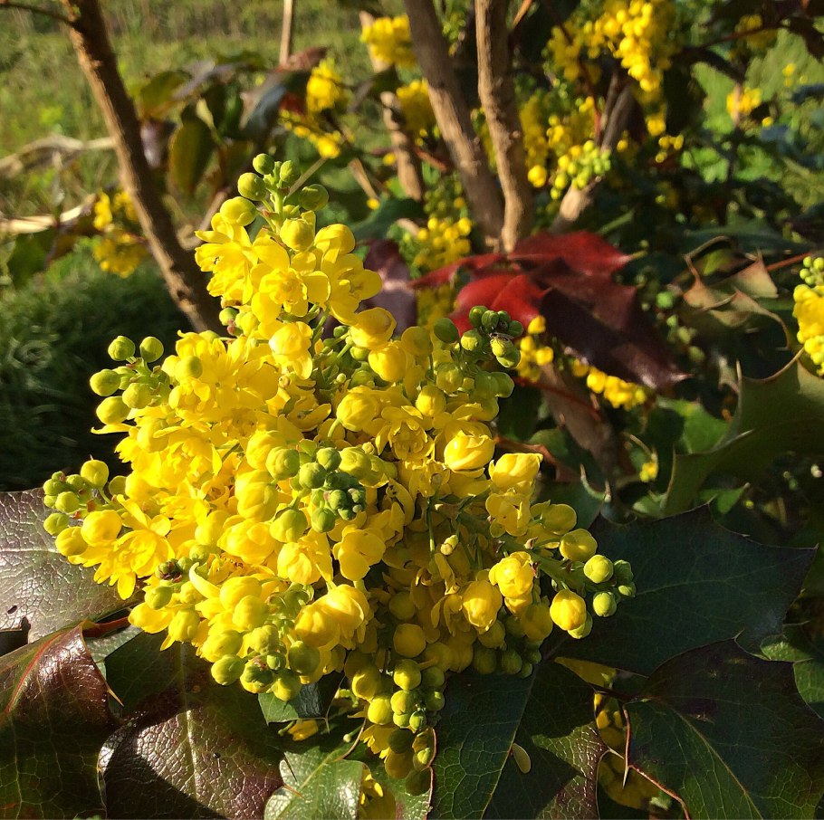 Барбарис падуболистный Магония