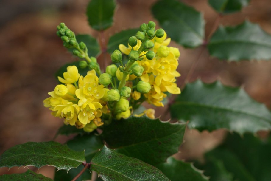 Магония падуболистная