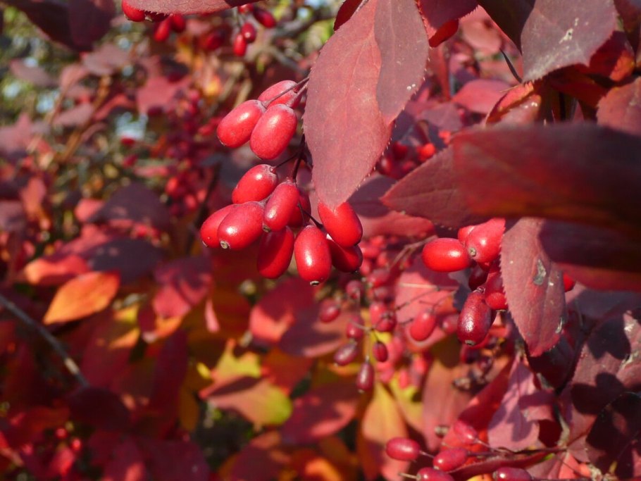 Магония падуболистная Аполло