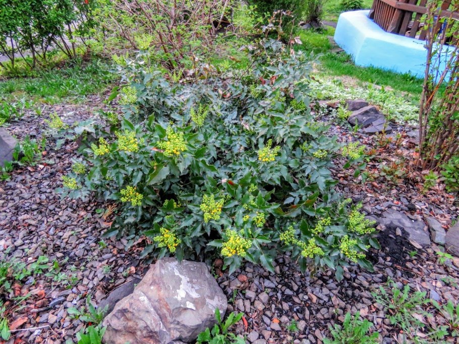 Магония падуболистная