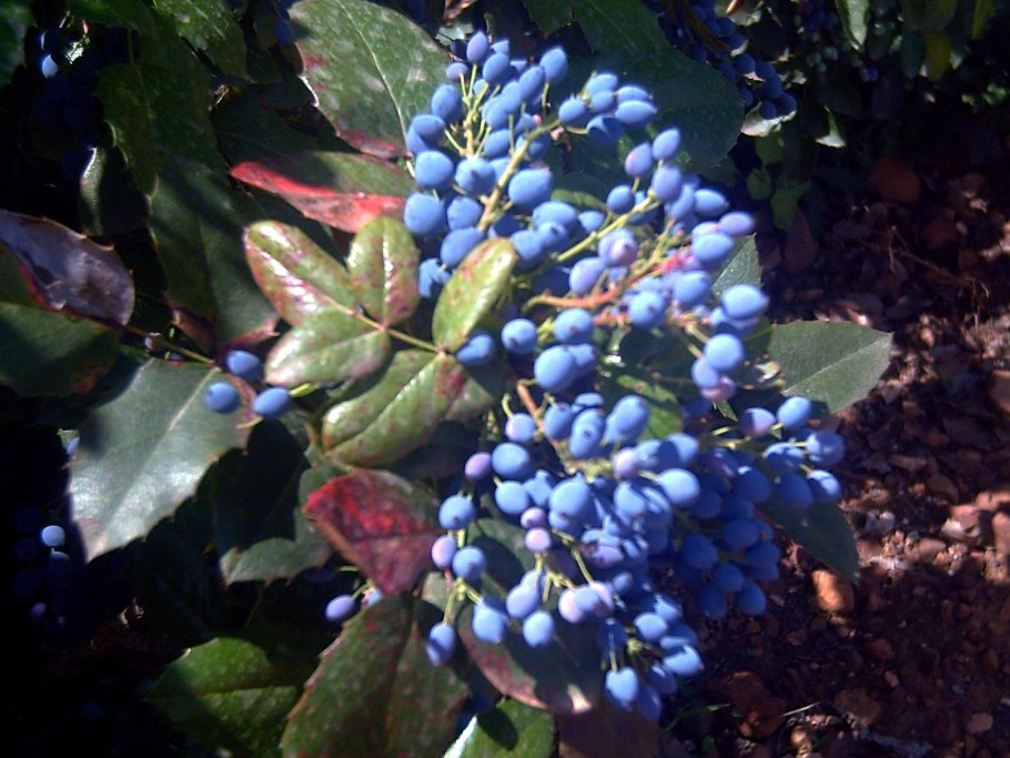 Магония отагоноспороз