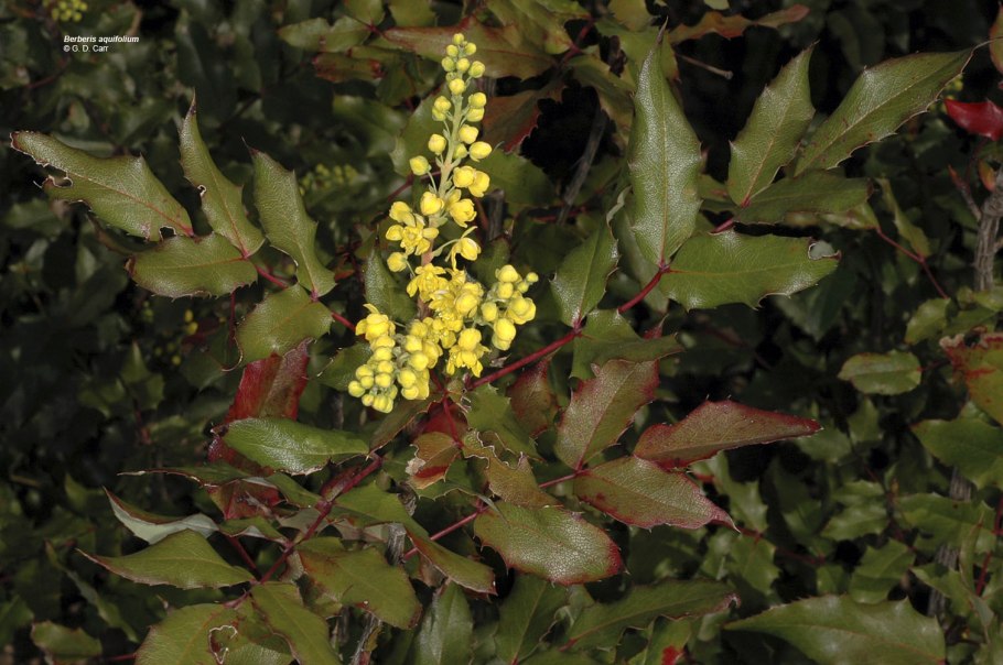 Магония аквифолиум