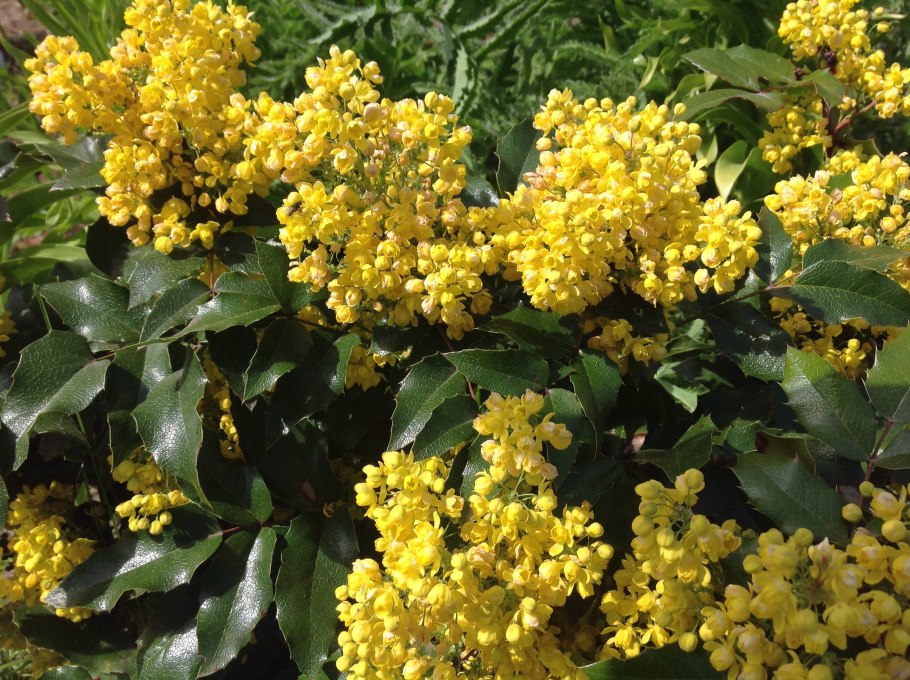 Магония прицветниковая