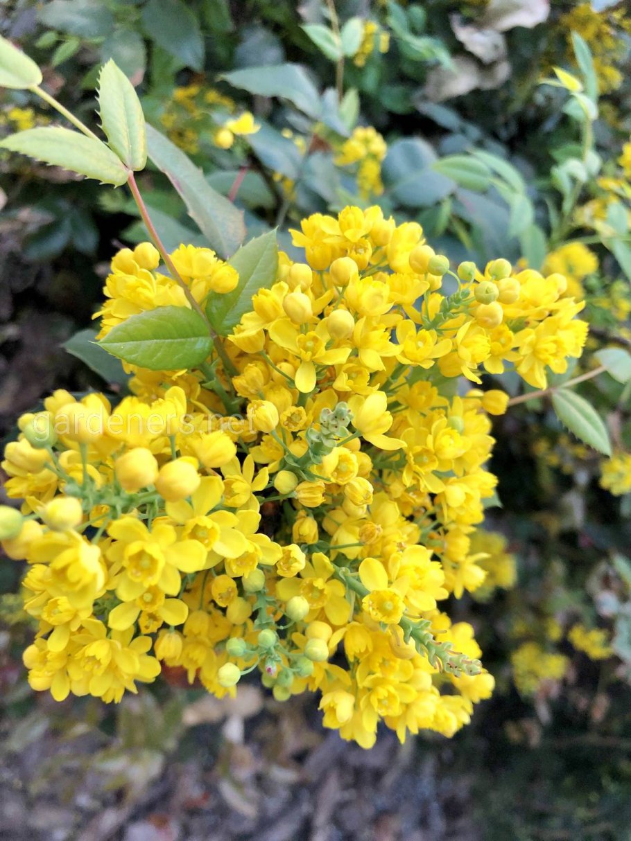 Барбарис aquifolium