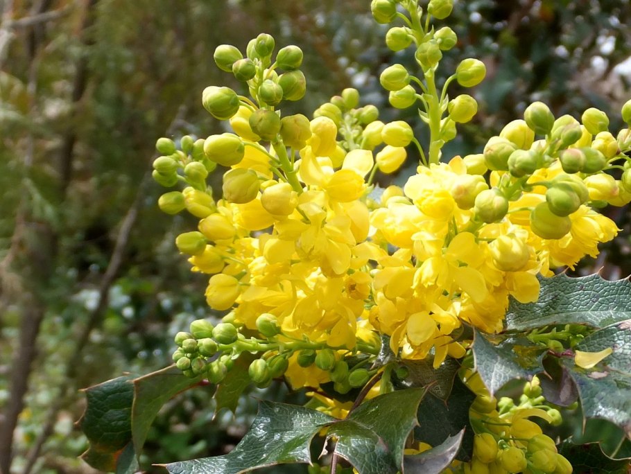 Магнолия поддуболистная