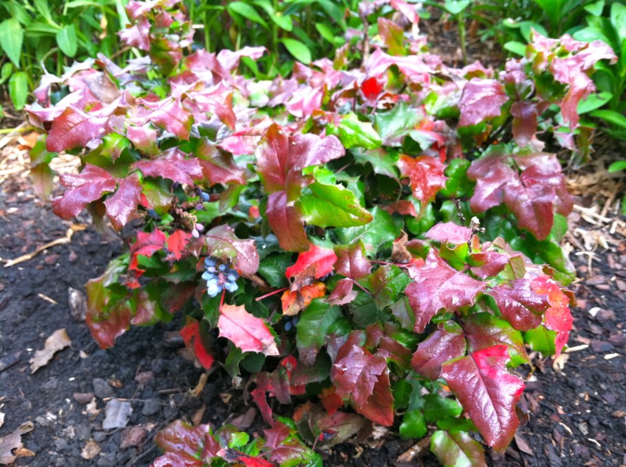 Магония падуболистная куст