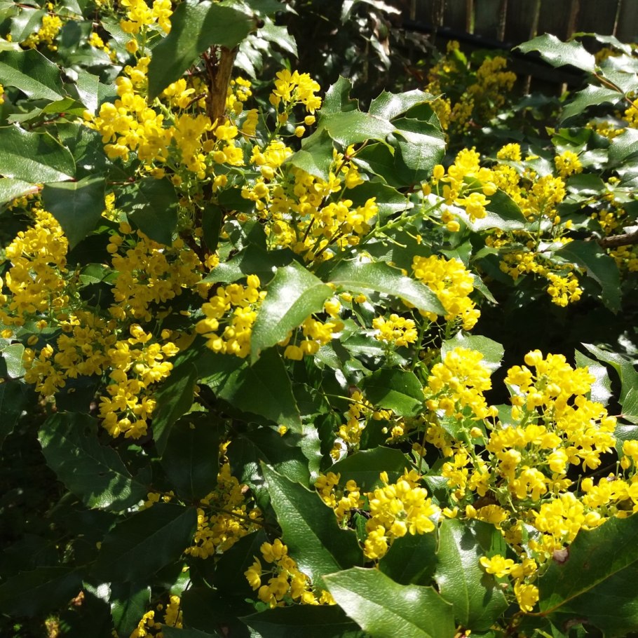 Магония aquifolium