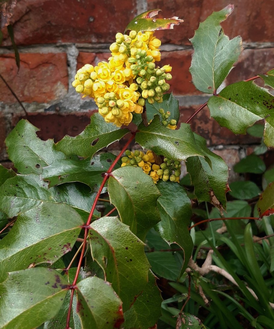 Магнолия поддуболистная