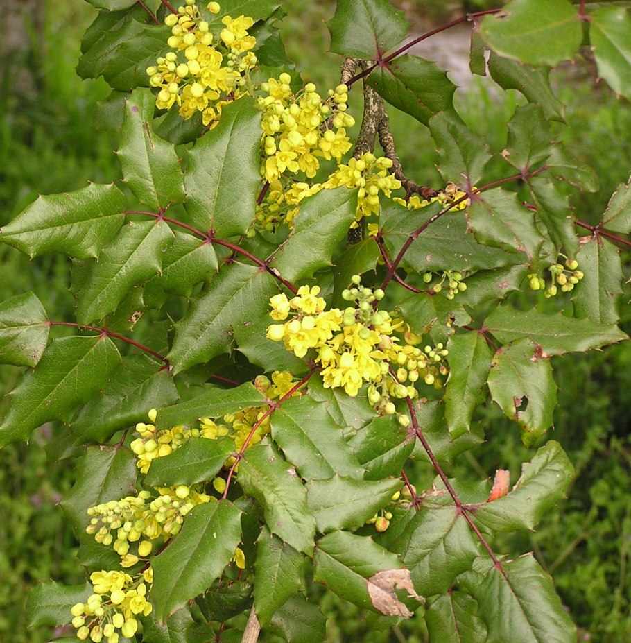 Магония падуболистная Атропурпуреа