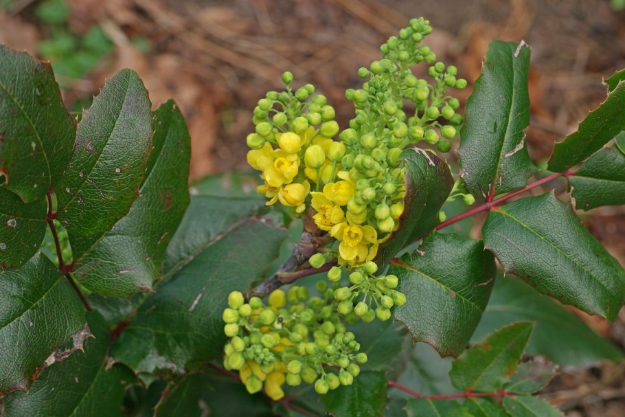 Магония кустарник