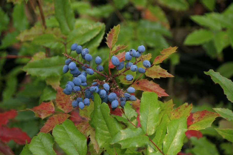 Магония "подуболистная