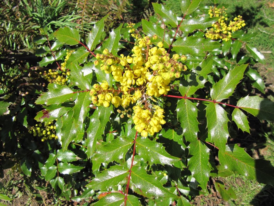 Магония дубовидная