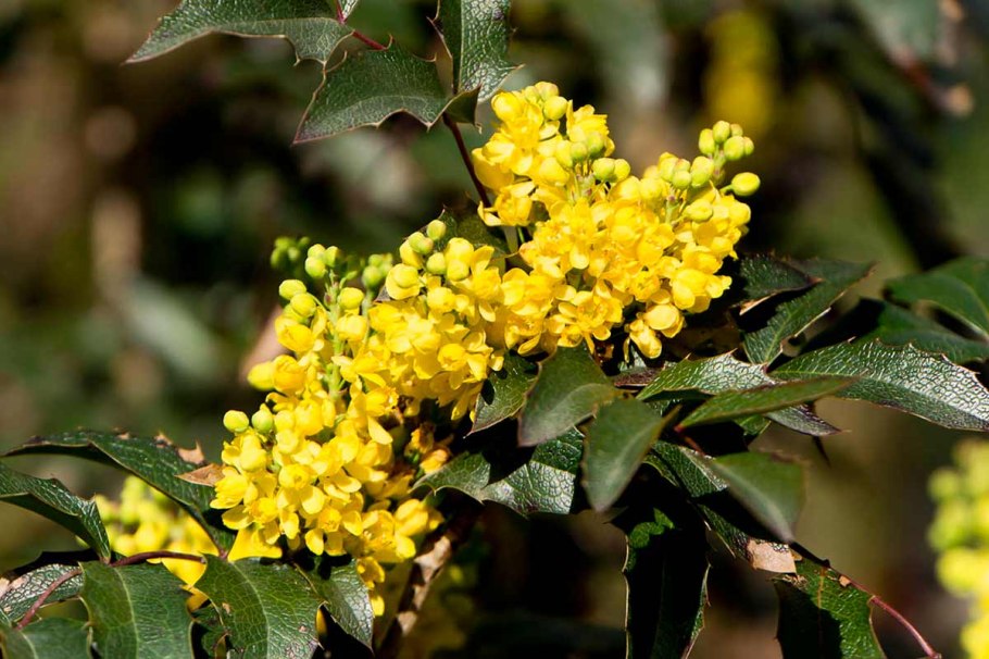 Магния поддуболистная