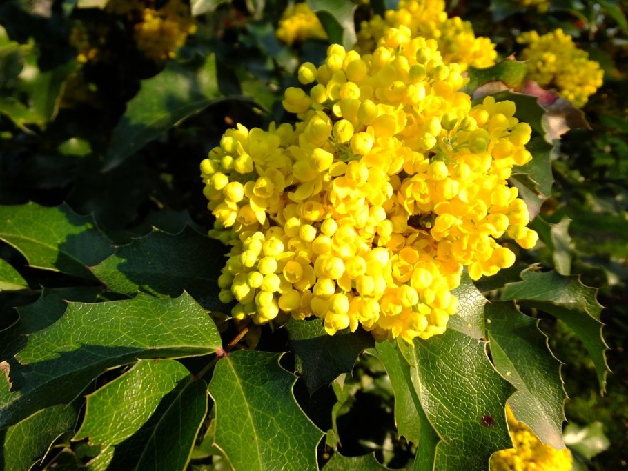 Магония падуболистная