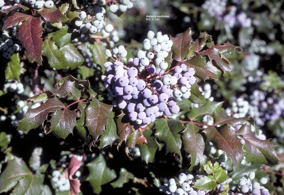 Магнолия падубалистная