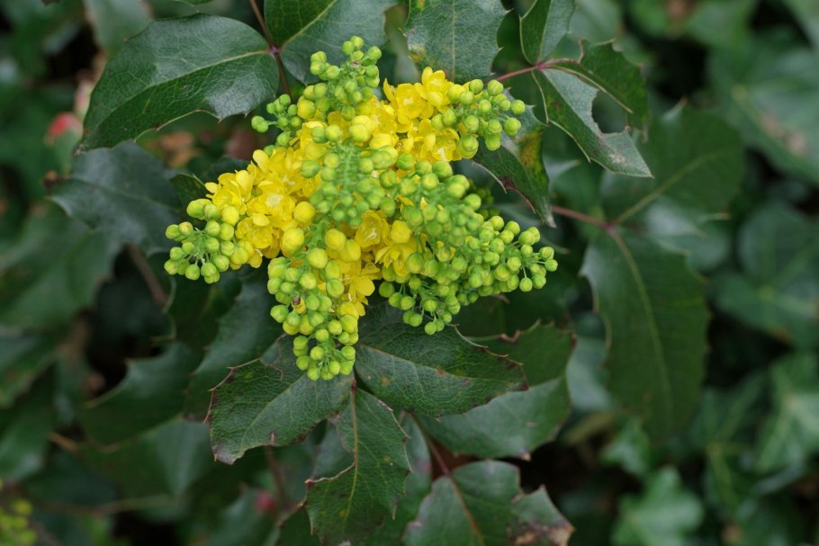 Магония куст