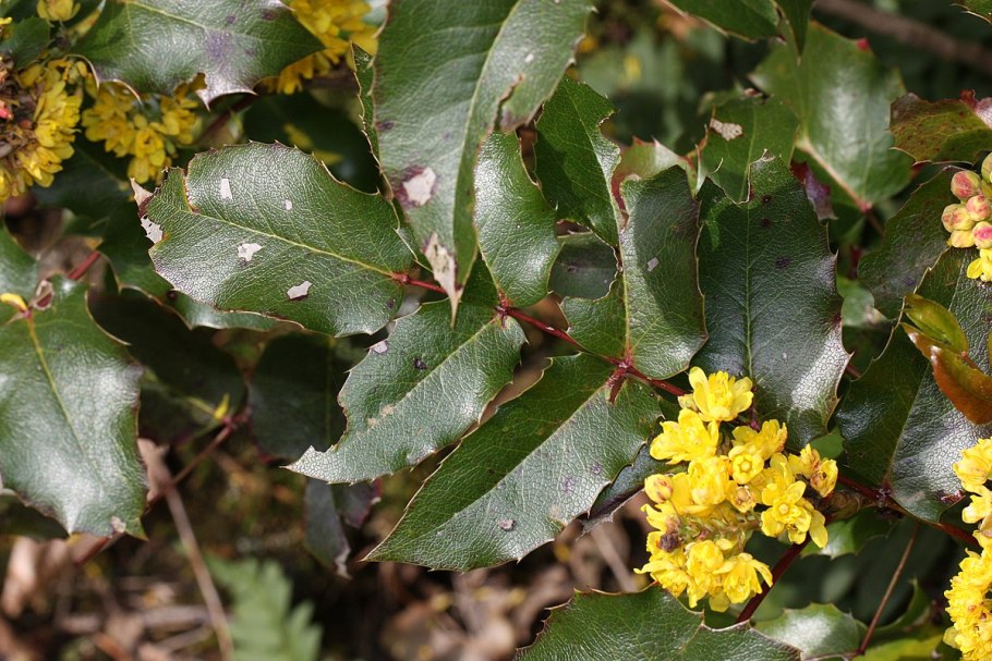 Магония Барбарисовая