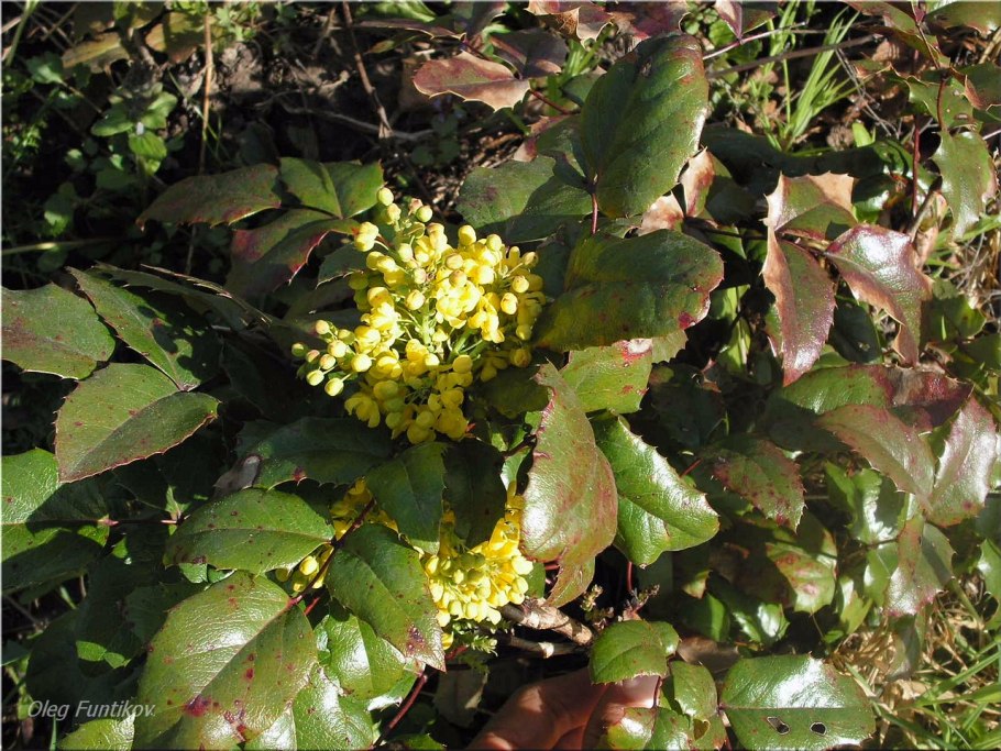 Спирея падуболистная