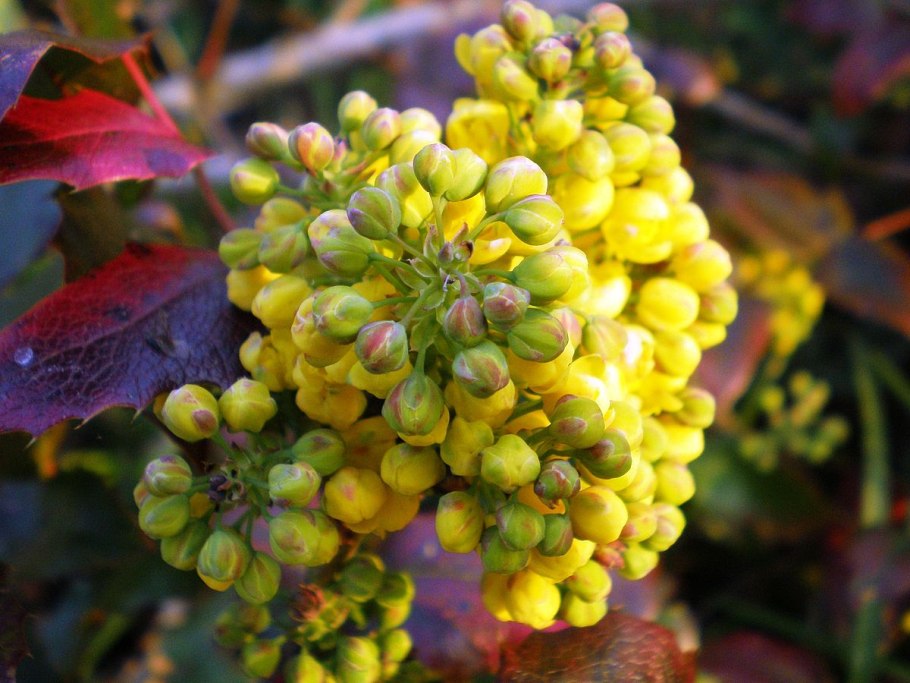 Магония падуболистная Аполло