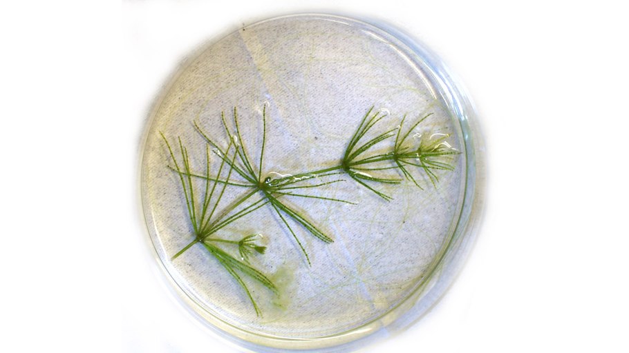 Хара ломкая водоросль