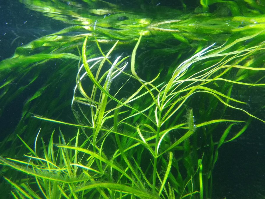 Застера водрсль чёрного моря