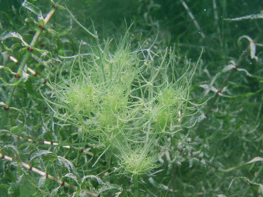 Блестянка нителла