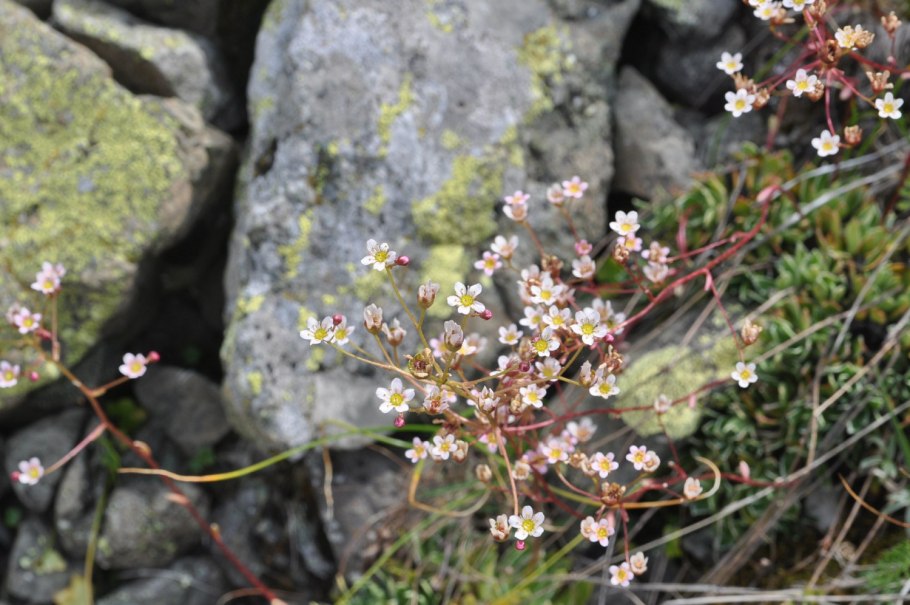 Нителла водоросль