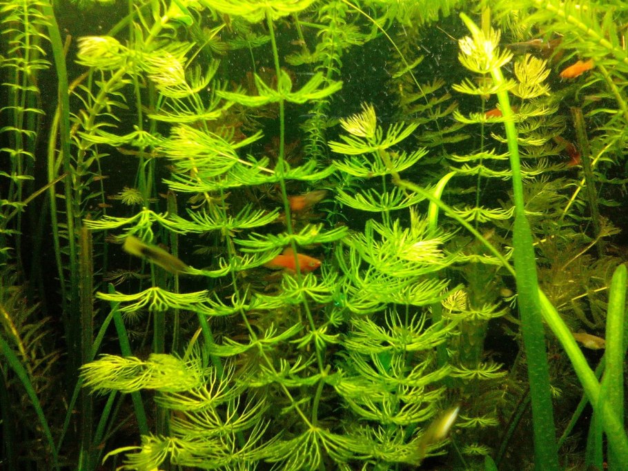 Драпарнальдия водоросль Байкала