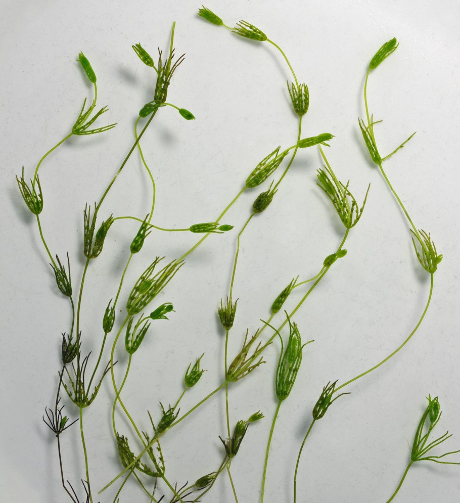 Кладофора водоросль под микроскопом