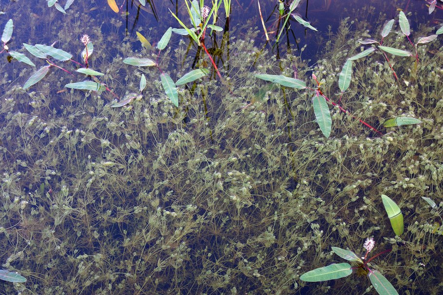 Роголистник полупогружённый