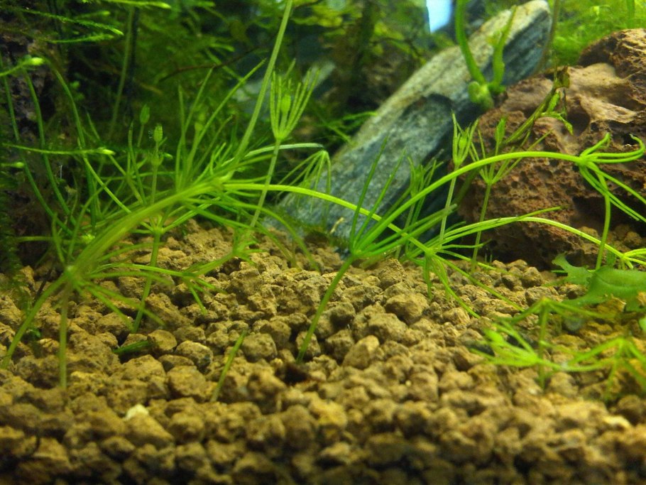 Растения Элодея роголистник