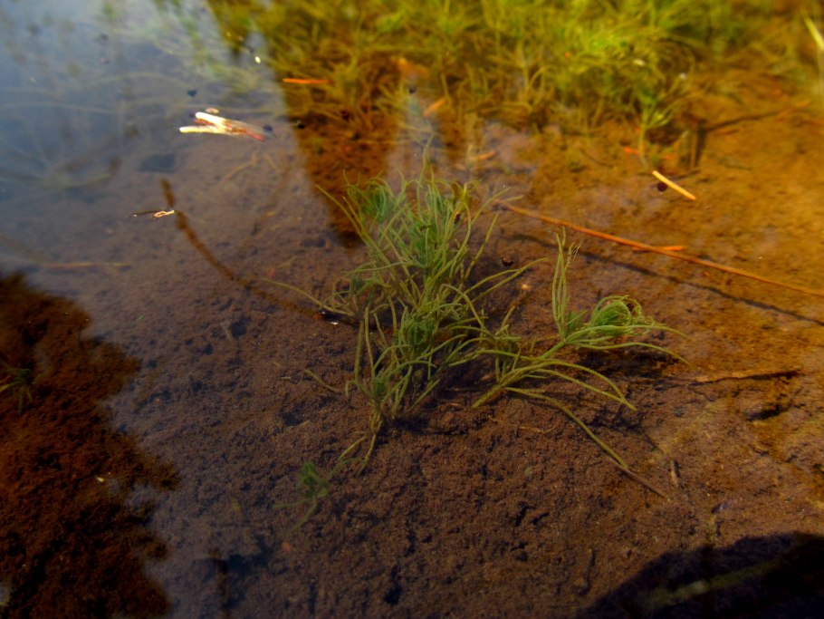 Харовые водоросли Хара