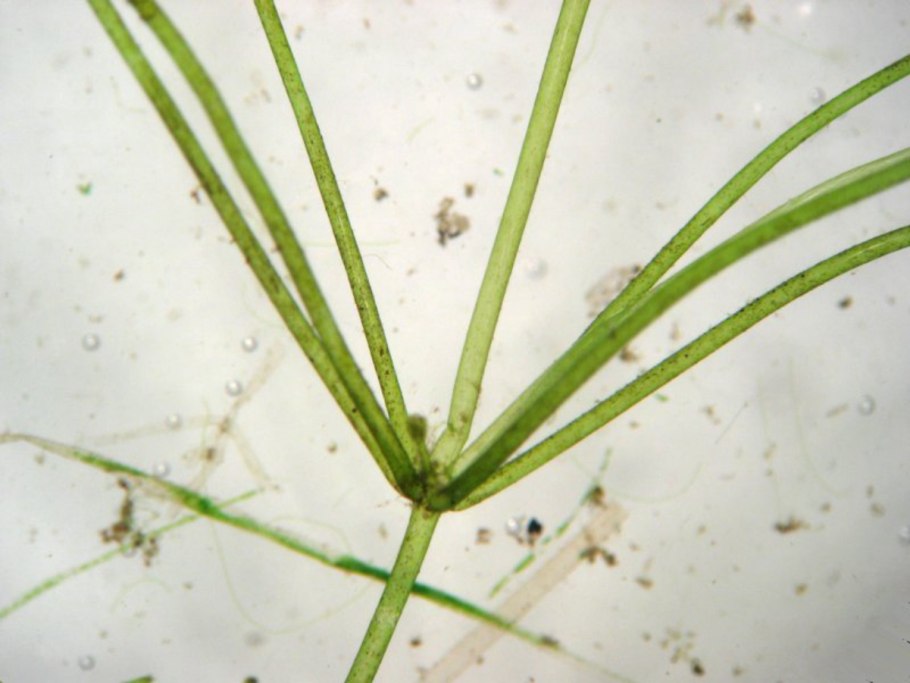 Роголистника Ceratophyllum demersum